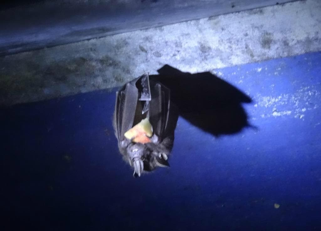 One of many bats inside The Bat Jungle