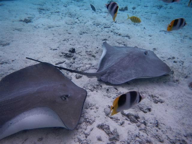 Rays & fish