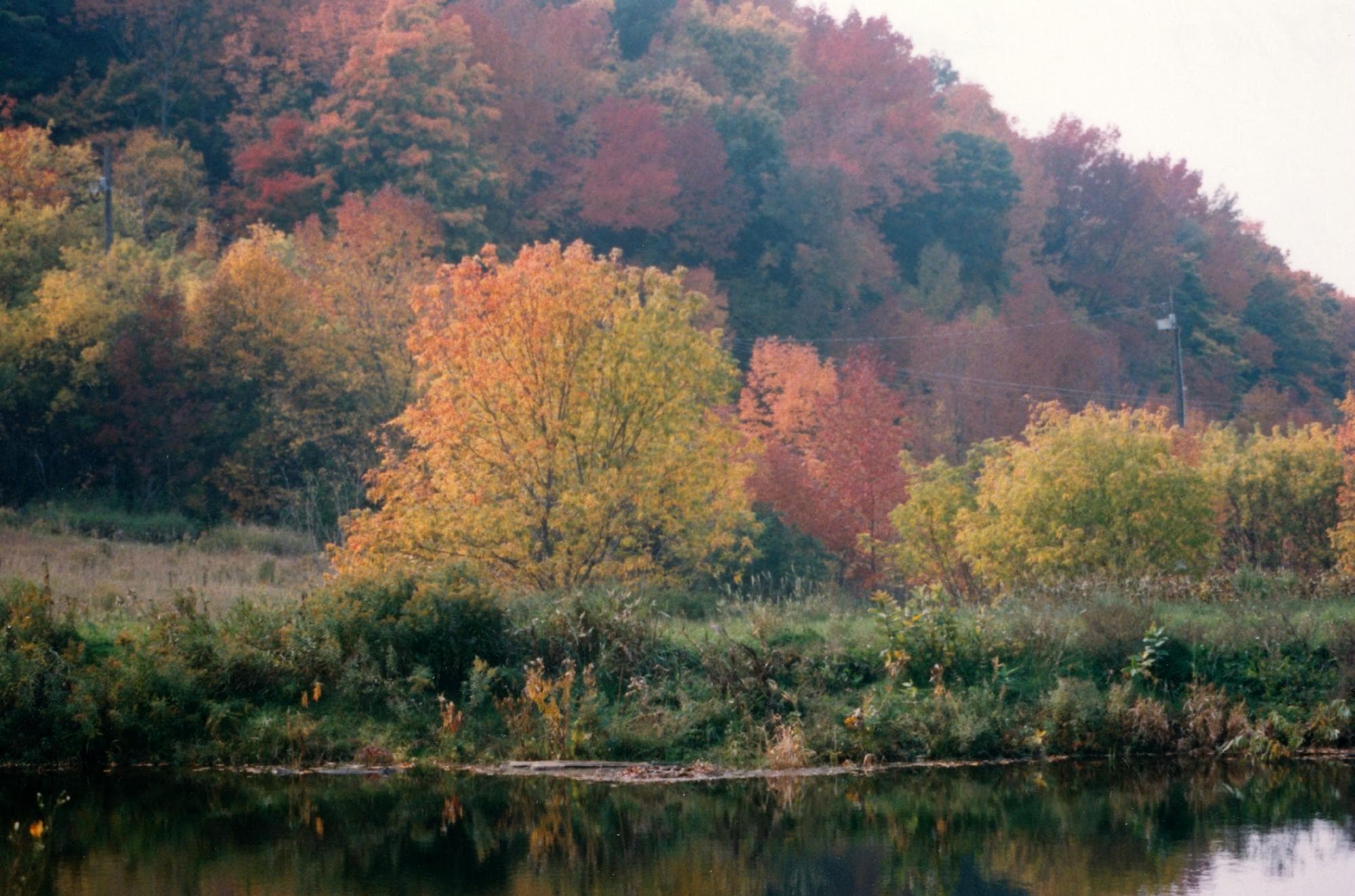More colours at Macauley
