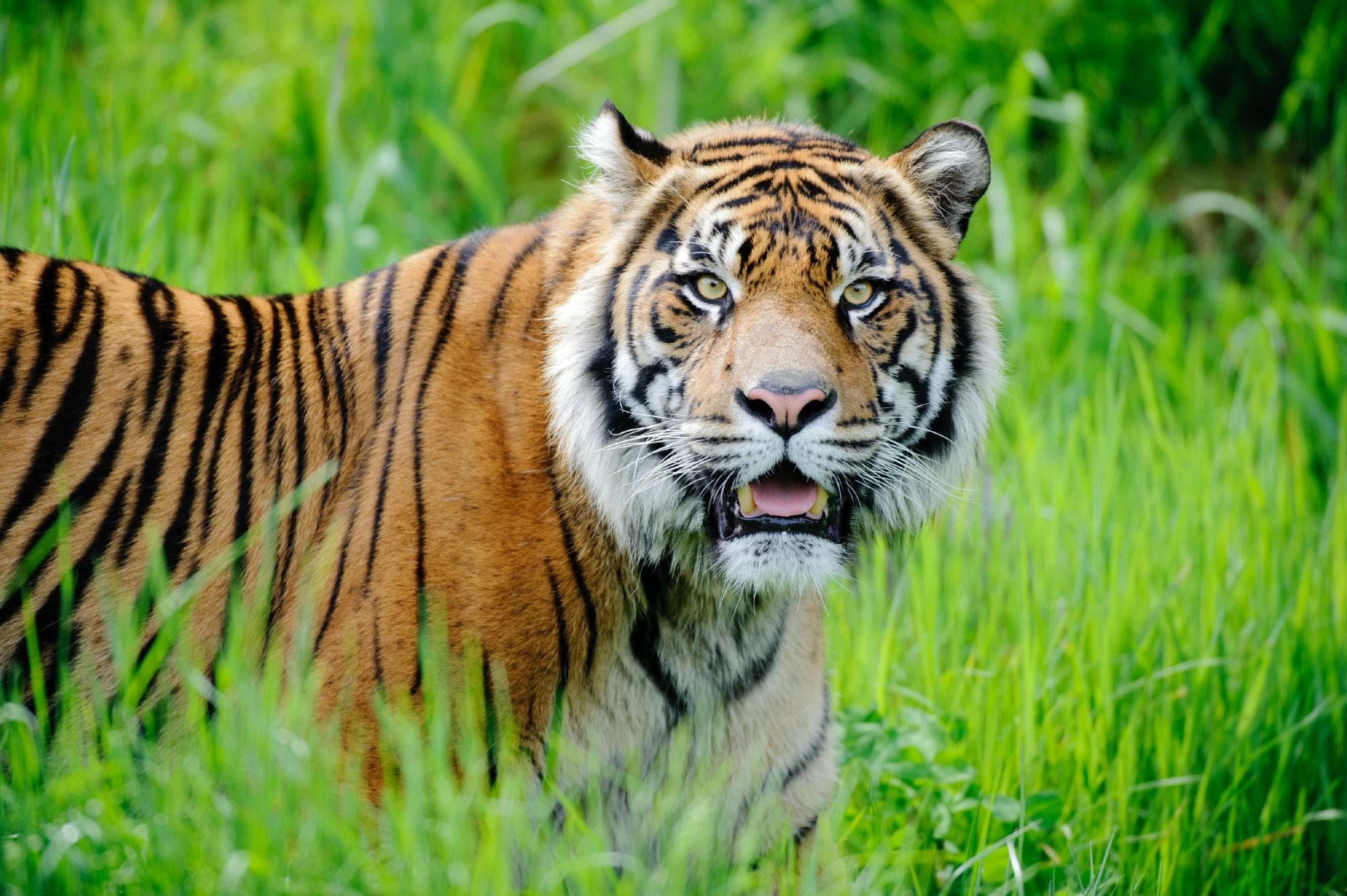 Endangered Sumatran Tigers