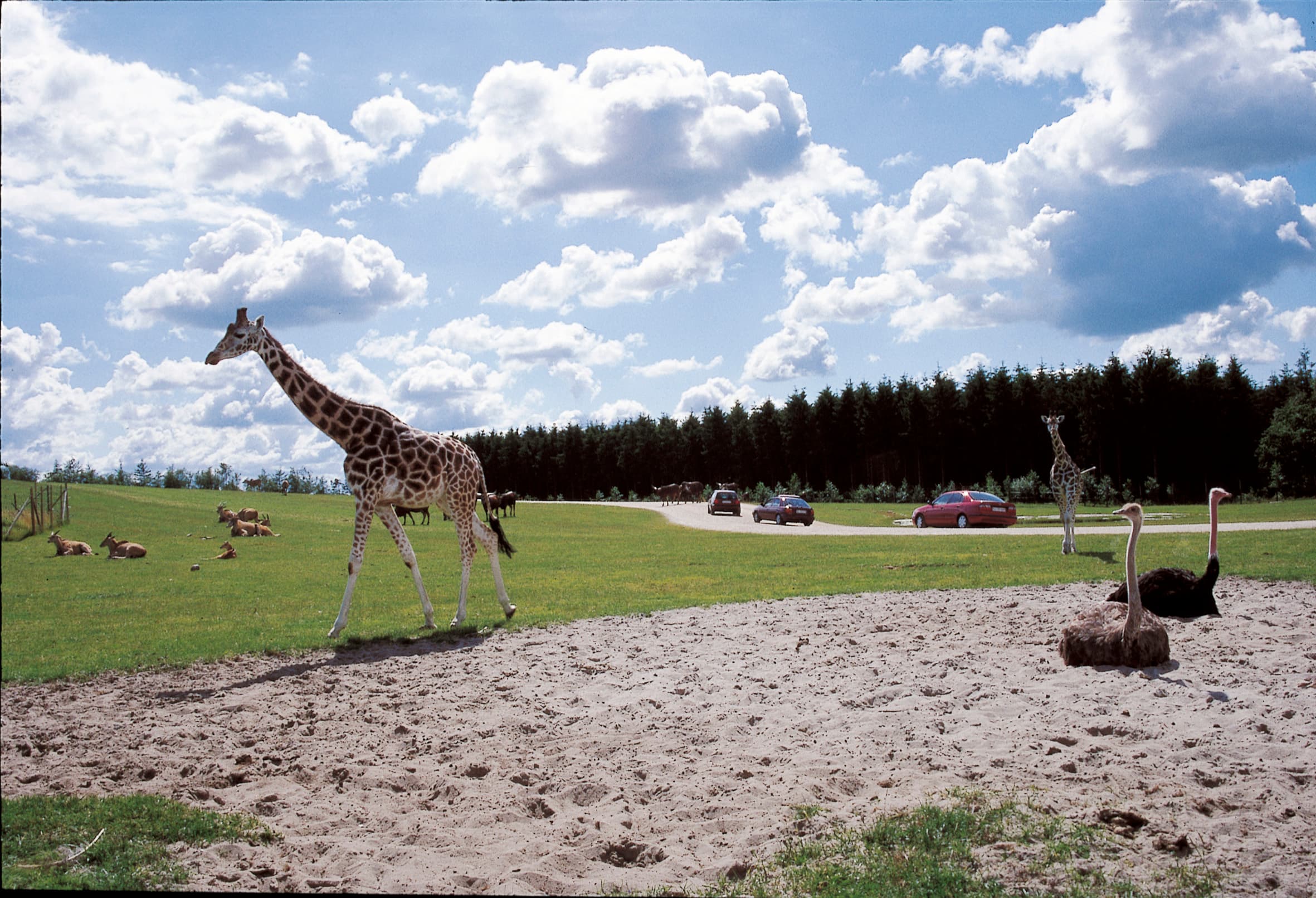 Take the family on safari in your own car or on the GIVSKUD ZOO Safari Bus