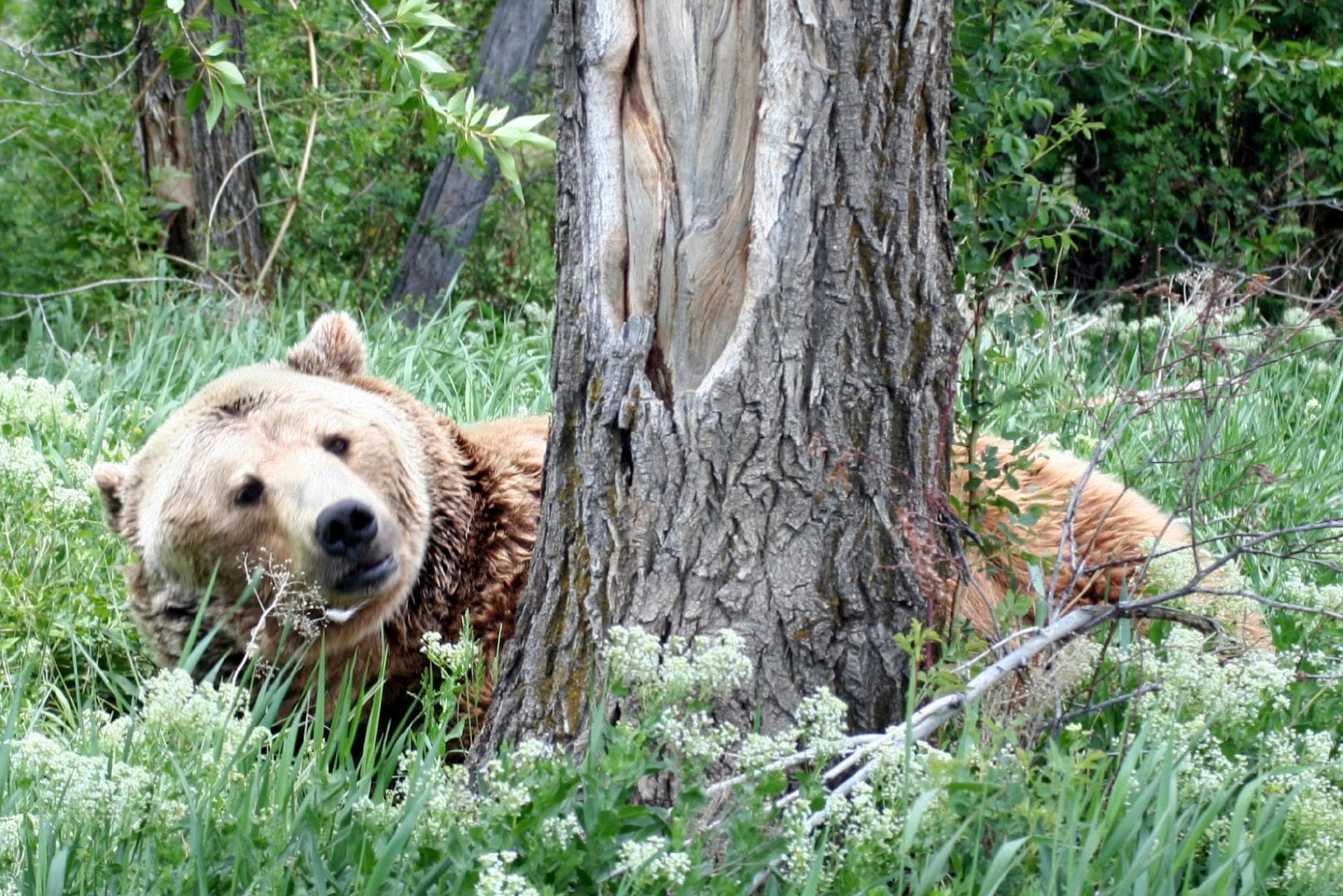 Grizzly