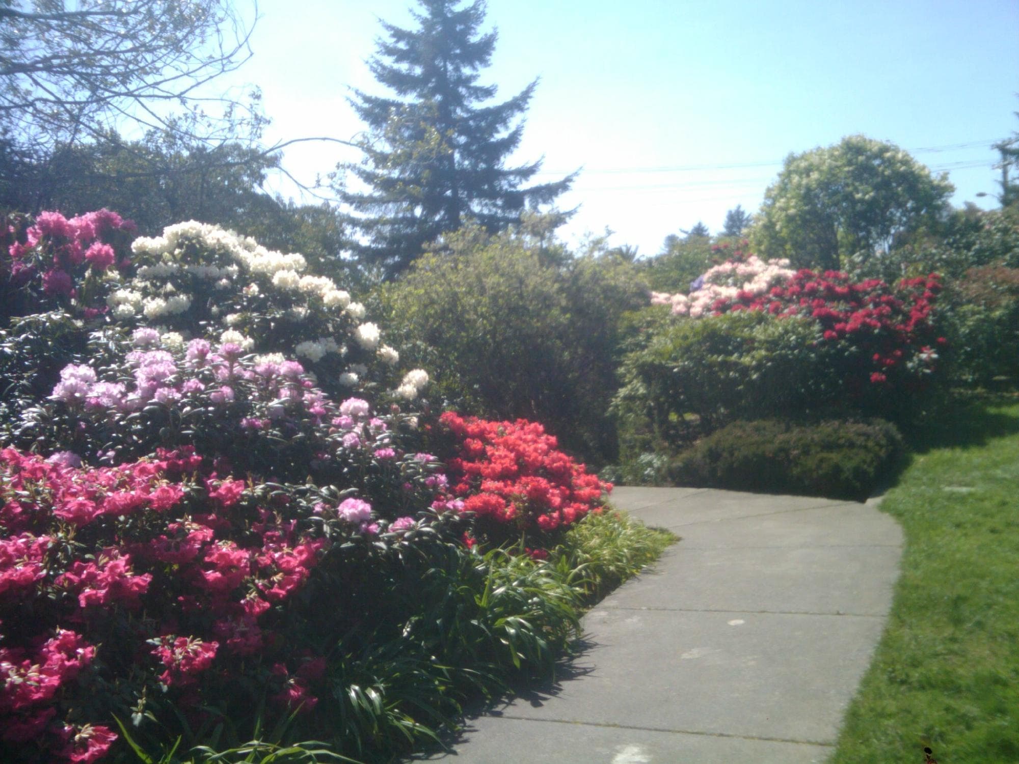 plants