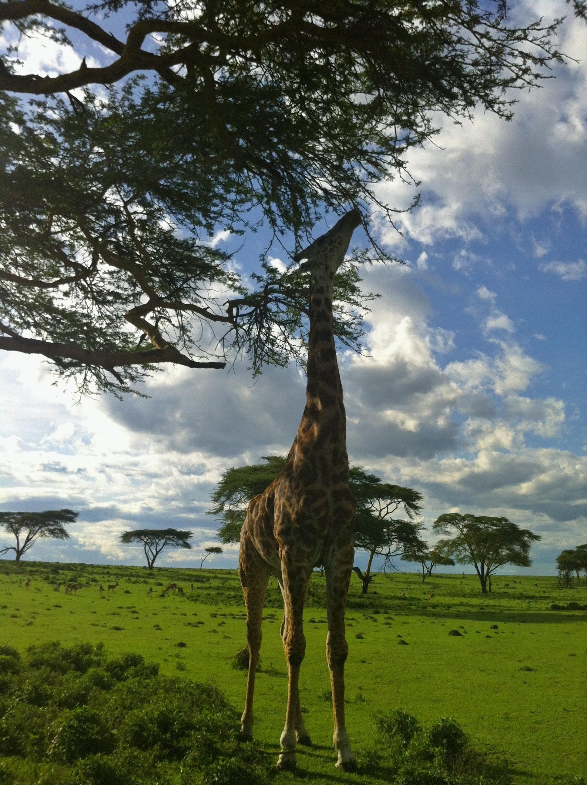 getlstd_property_photo