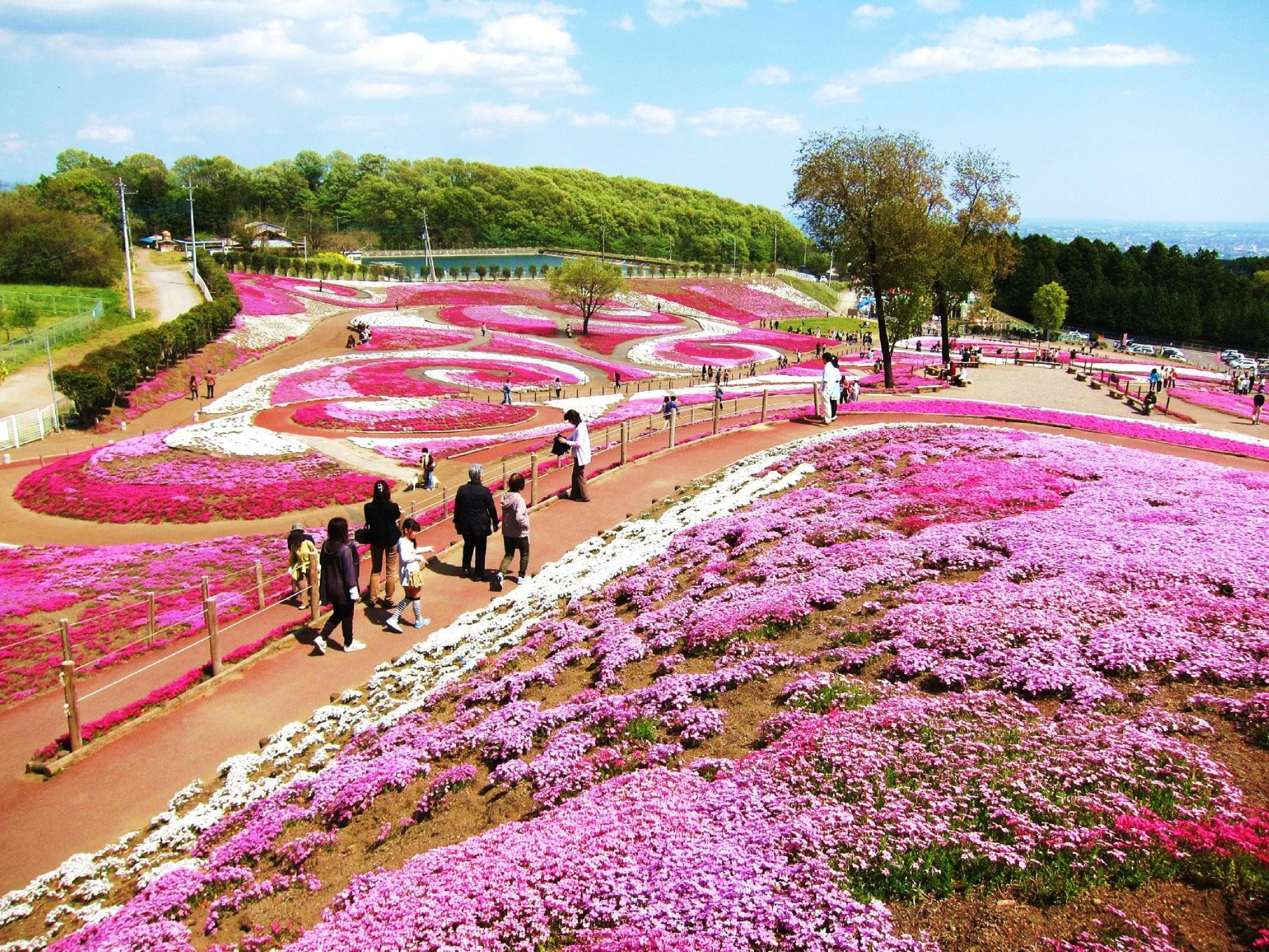 みさと芝桜公園・・・公園風景