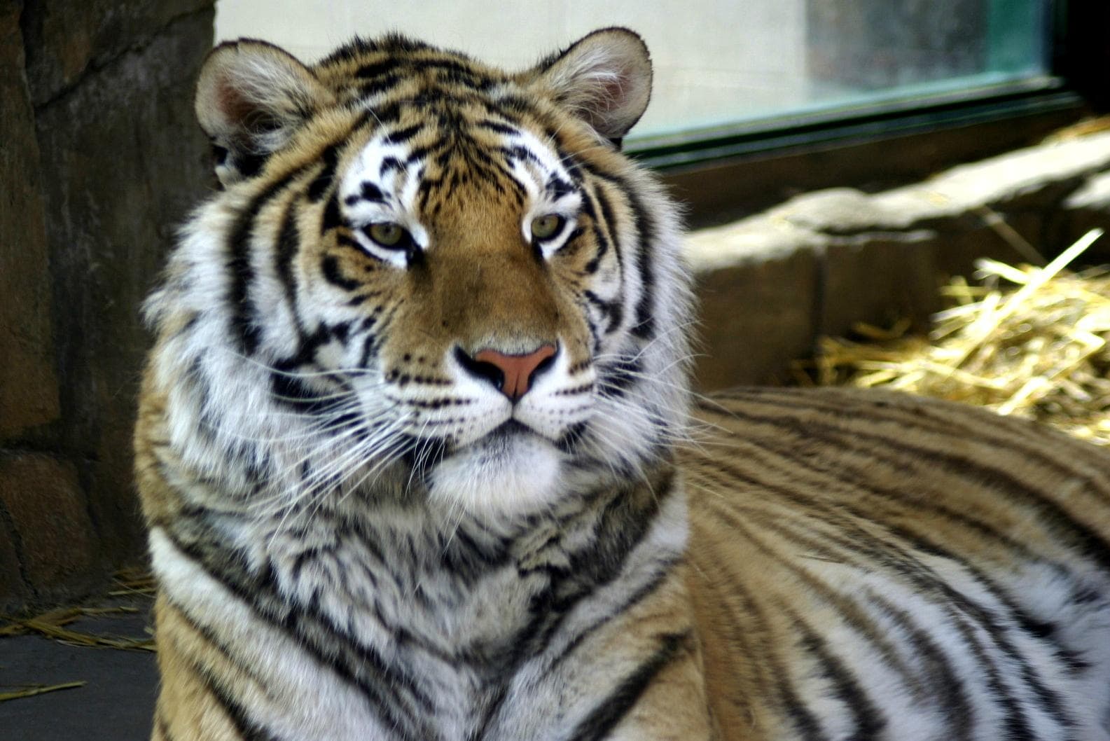 Bengal tiger