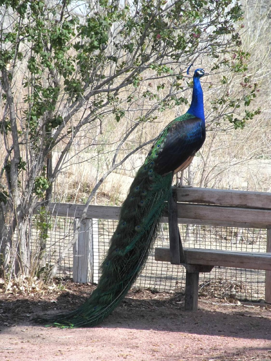 Zoo Peacock - aren't those the longest feathers ever