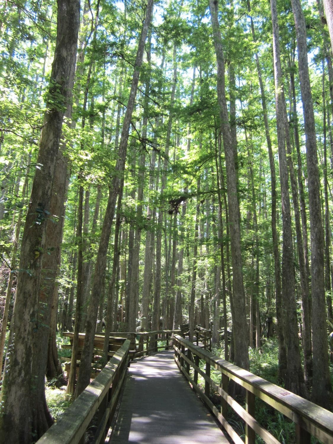 Cypress Swamp Trail