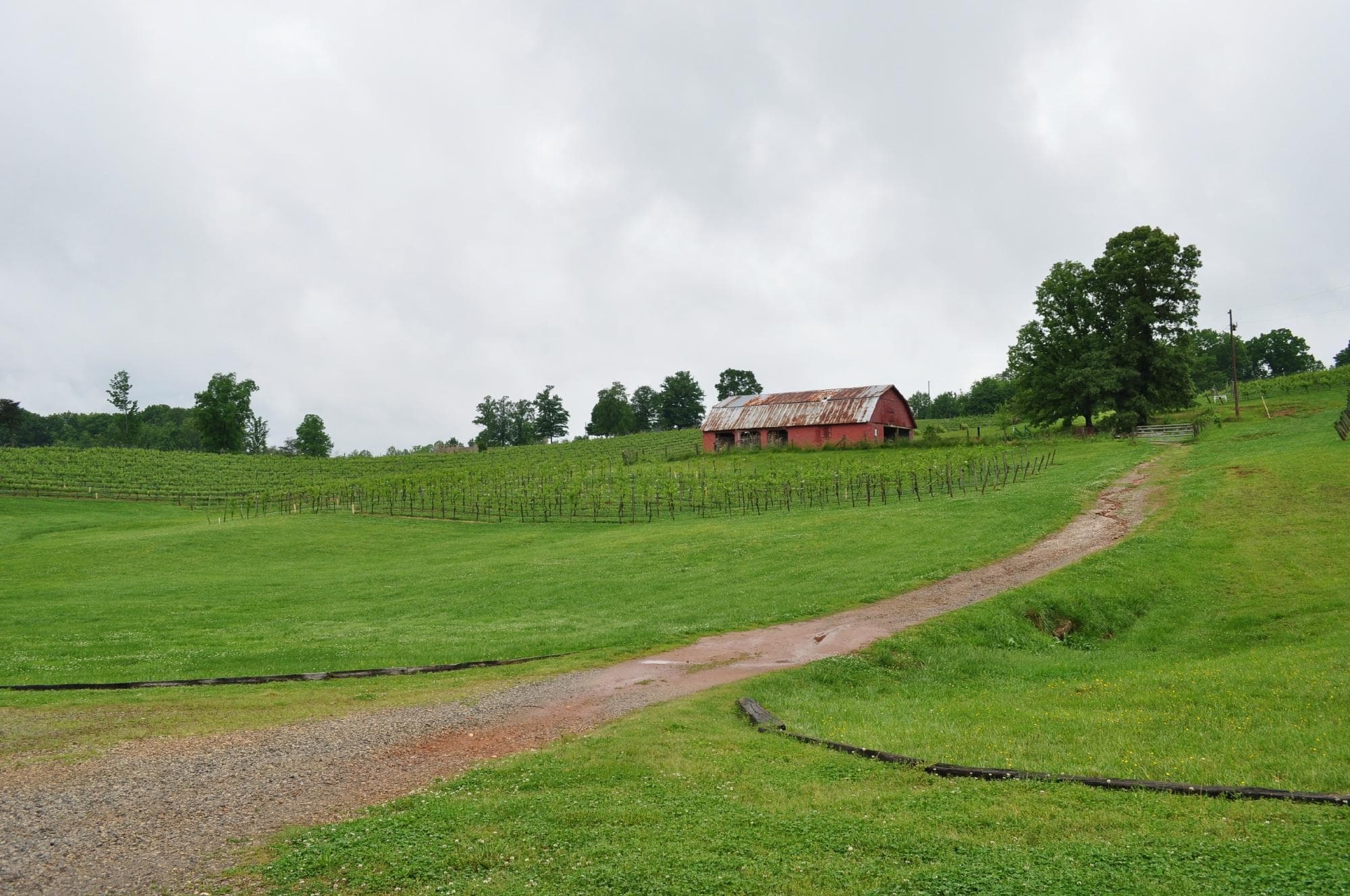 Vineyard