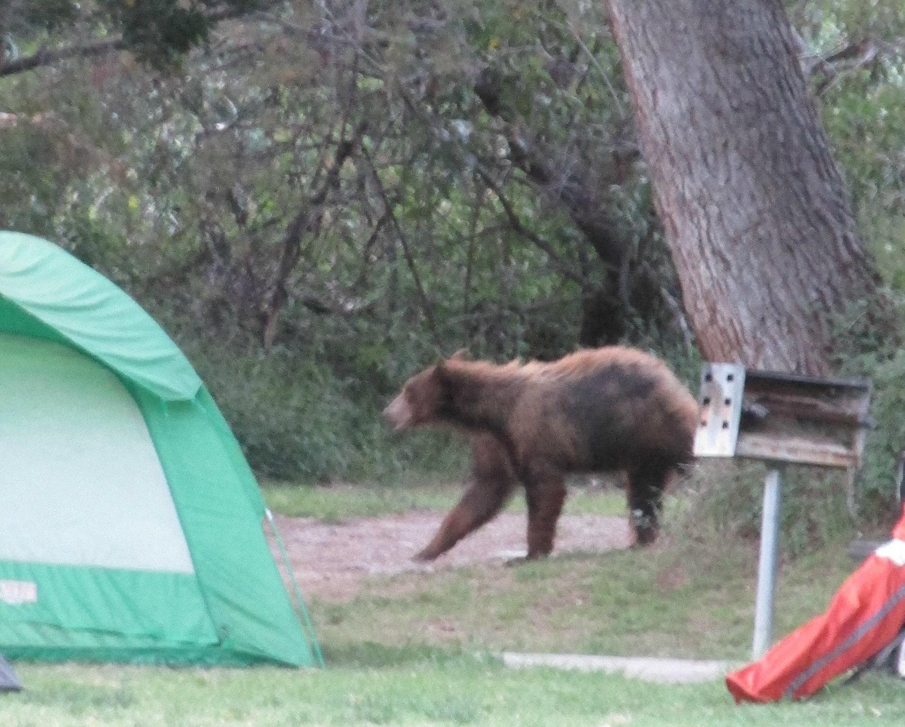 Local Bear