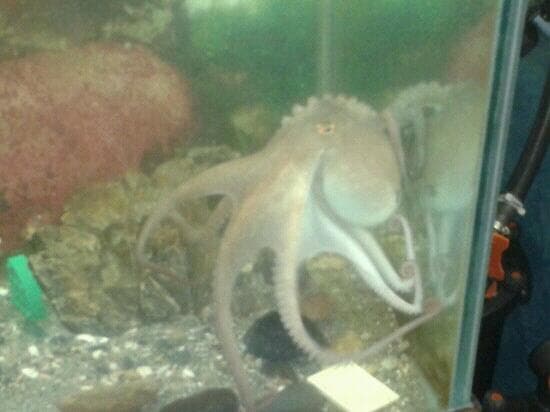 octopus