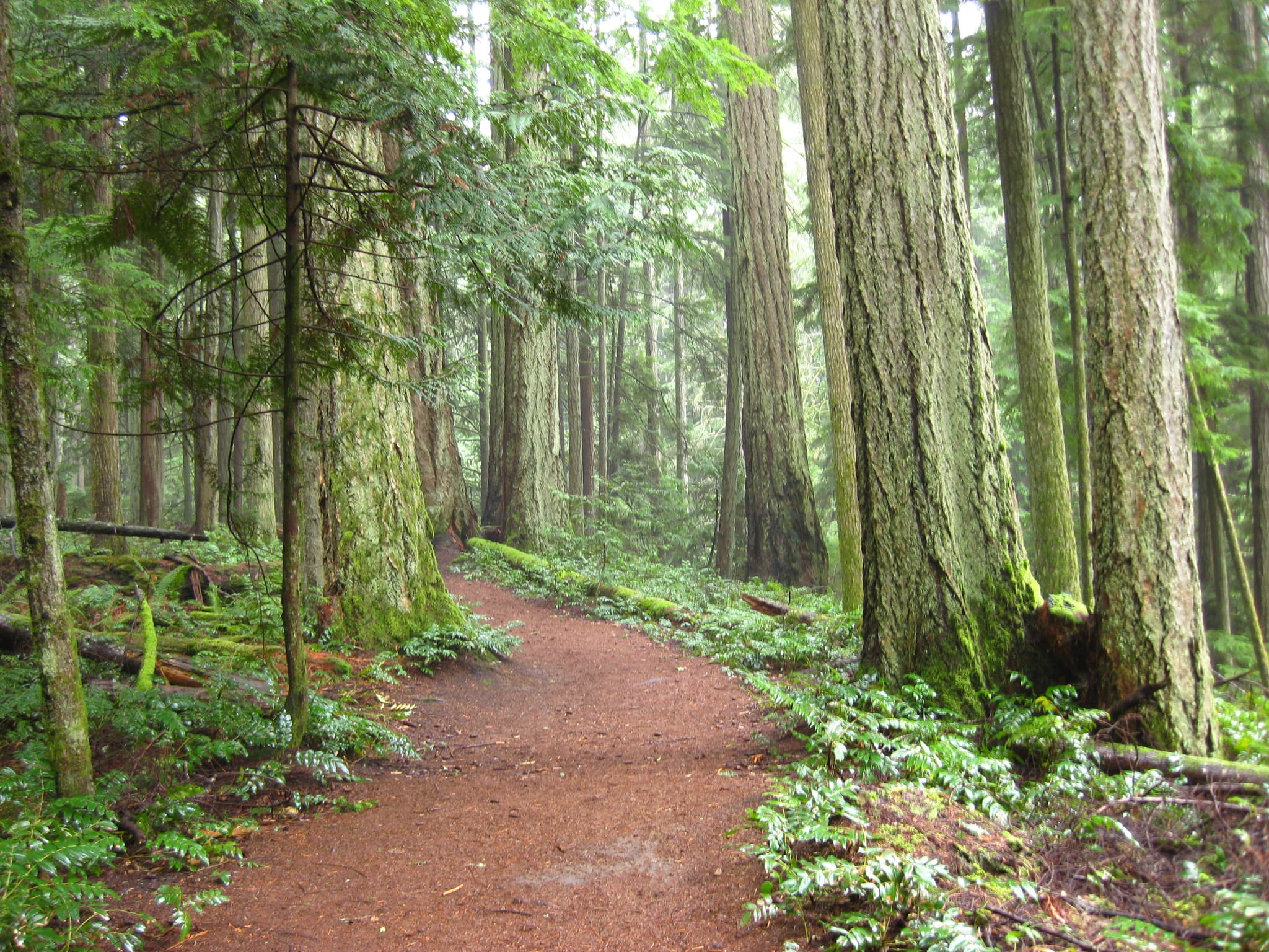 Forest trail.