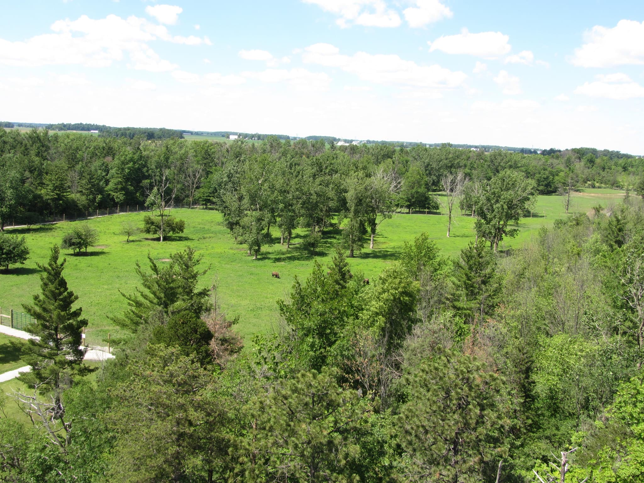 view from the fire tower