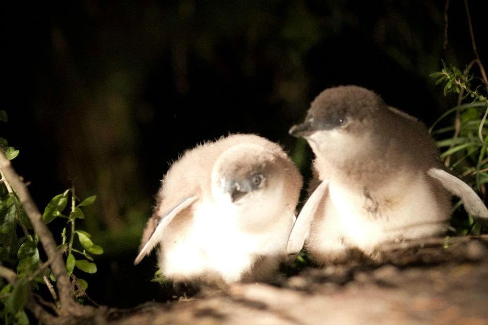 Bicheno Penguin Tour Bicheno Australia