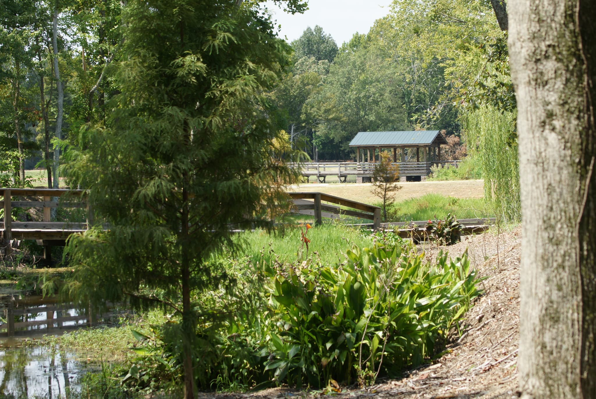 Brick Pond Park trails wrap around many large and small ponds (over 30 acres of wetlands)