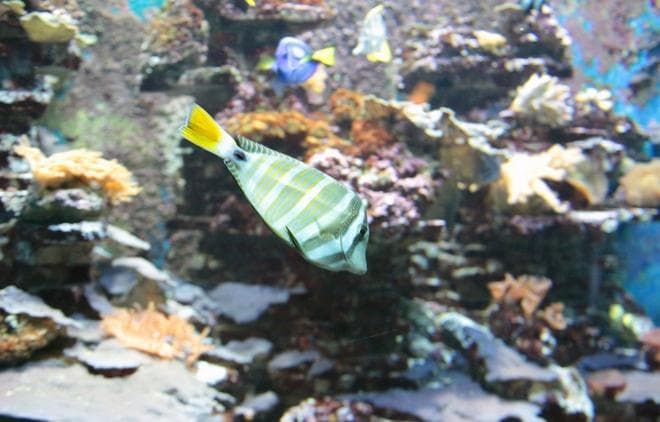 coral reef