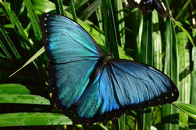 Butterfly garden