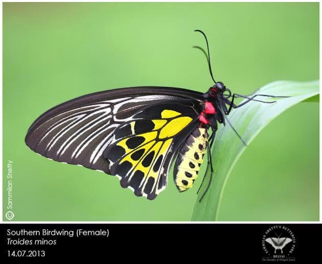Southern Birdwing (Troides minos)
