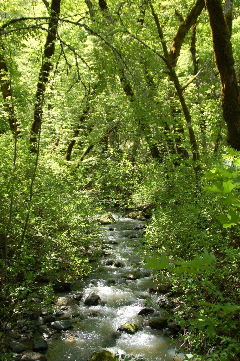Ritchey Creek at Bothe-Napa
