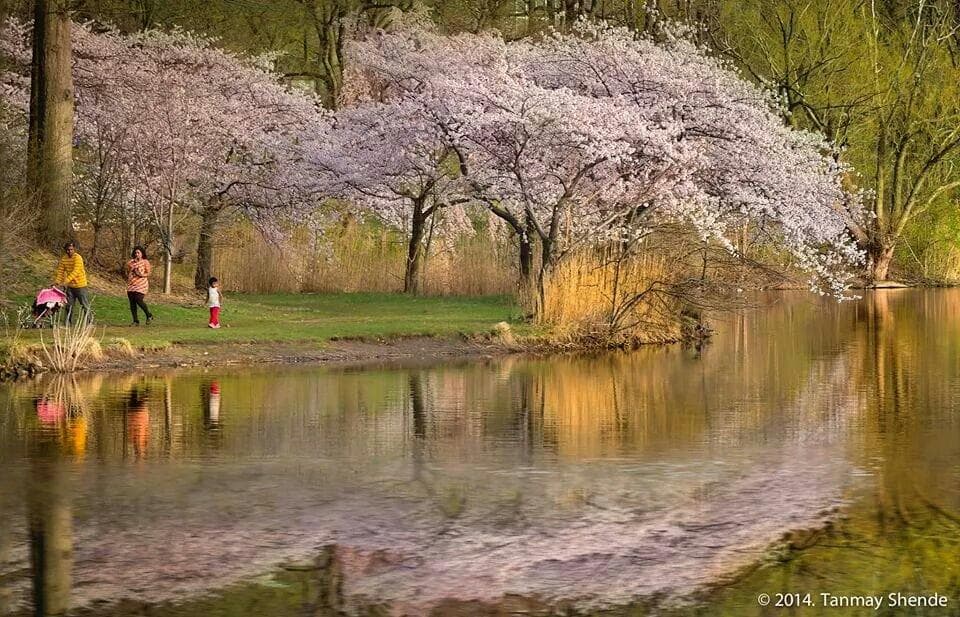 One of the best way to enjoy the spring is walk in the park with family.
@ Tanmay Shende
ww