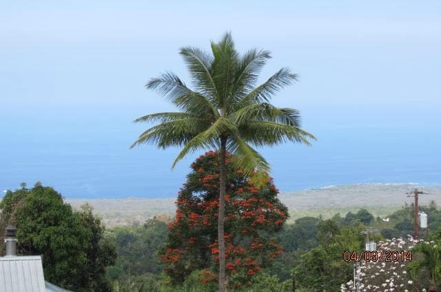 these two trees in the distance off the deck took on the shape of a pineapple.