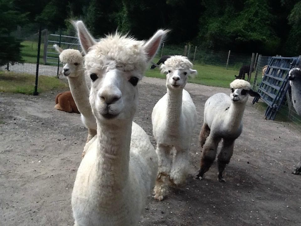 General Patton leads his men ... (yes, the lead alpaca's name is really "General Patton!")