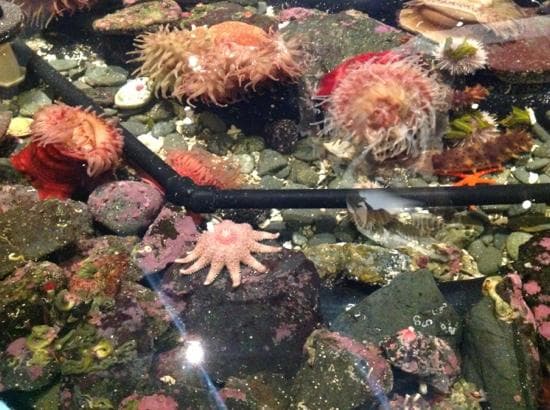 Tide pools