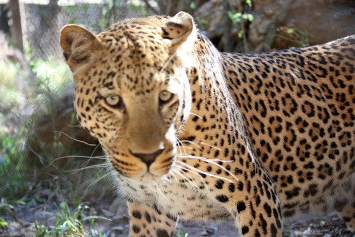 Lundi the Leopord