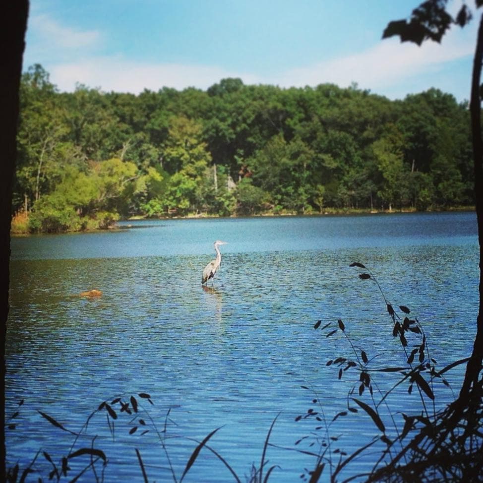 The lake