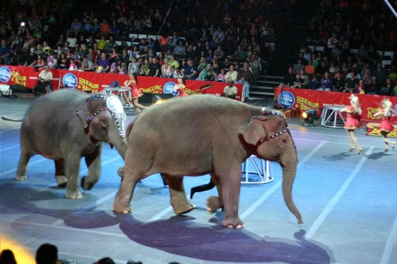 At the Circus