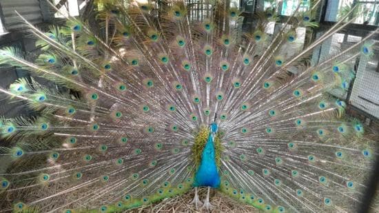 happy peacock