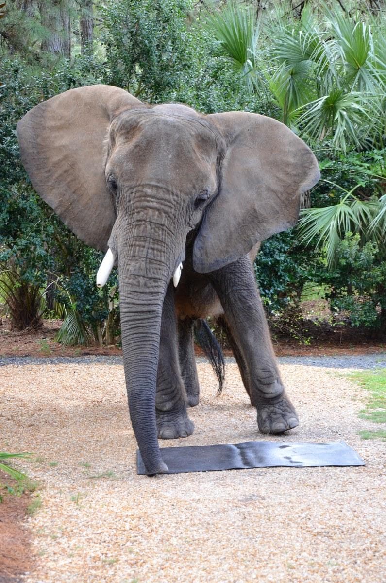 The star of the show!