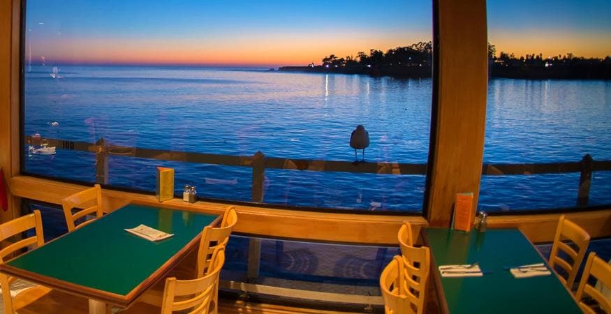 What's a gull like you doing in a place like this?