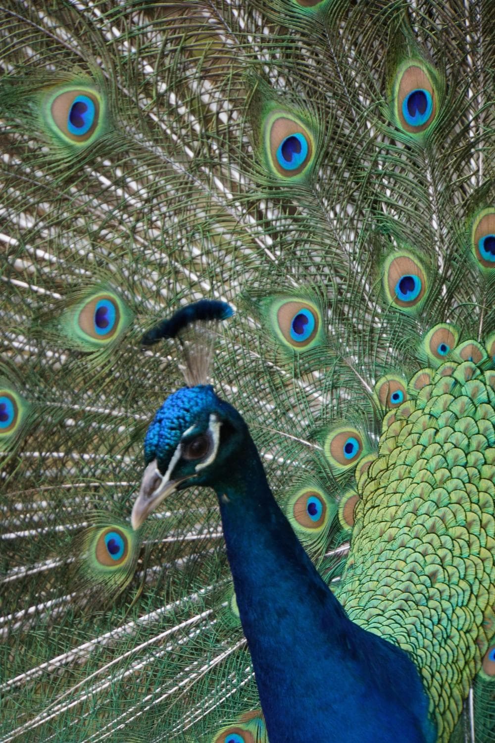 proud peacock only too happy to show off