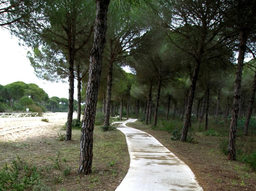 Carril bici