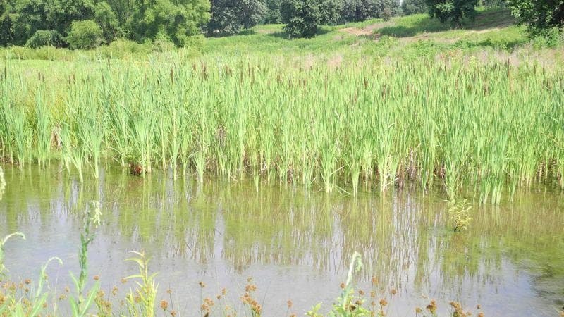 wetlands