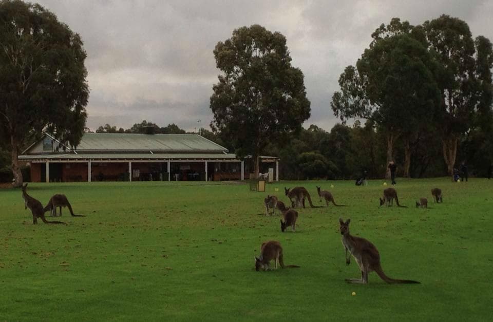 Kangaroos on the course