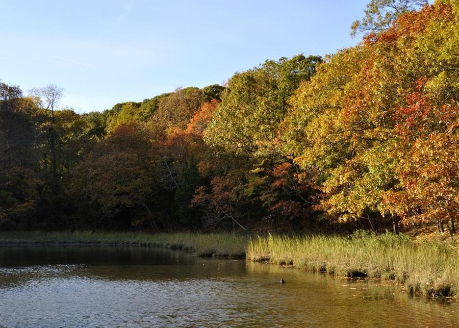 Fall colors at the pond