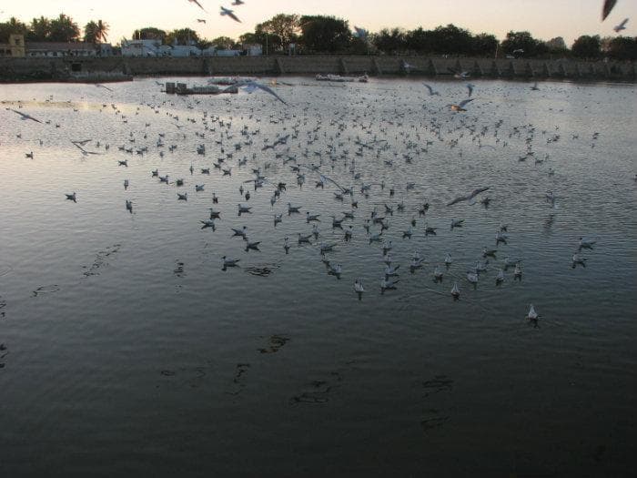 nice place for bird likers