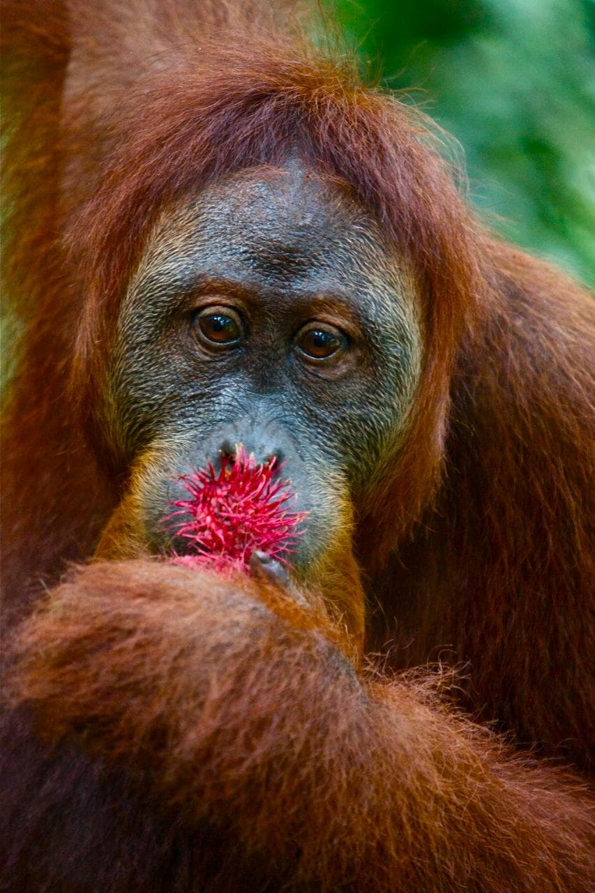 orangutan