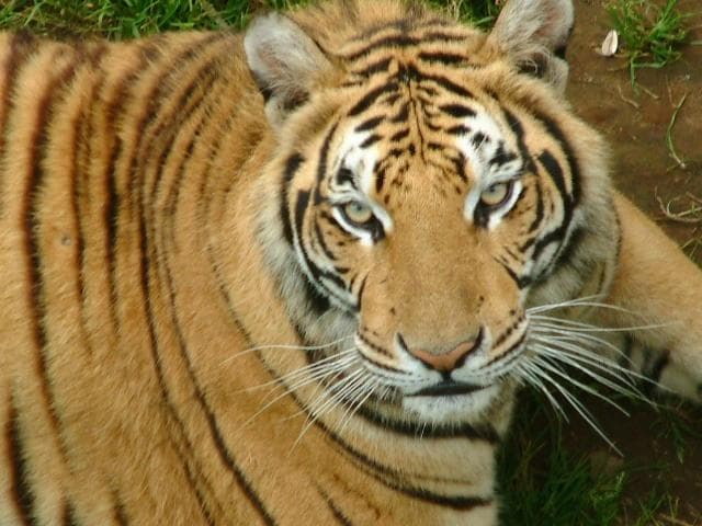 Tiger... studying to be a NY Banker