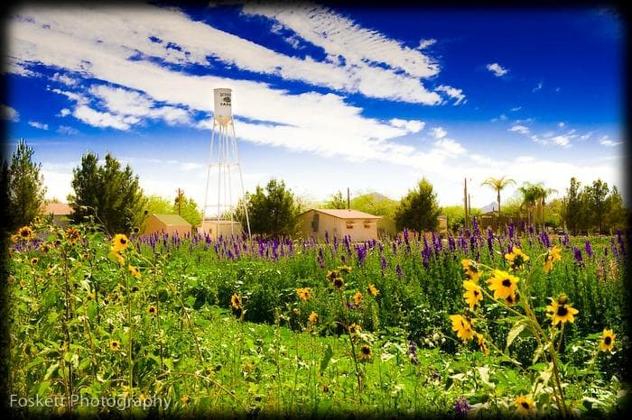 The Beauty of the Farm