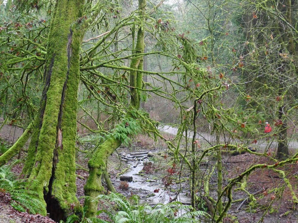 Ravenna Woods