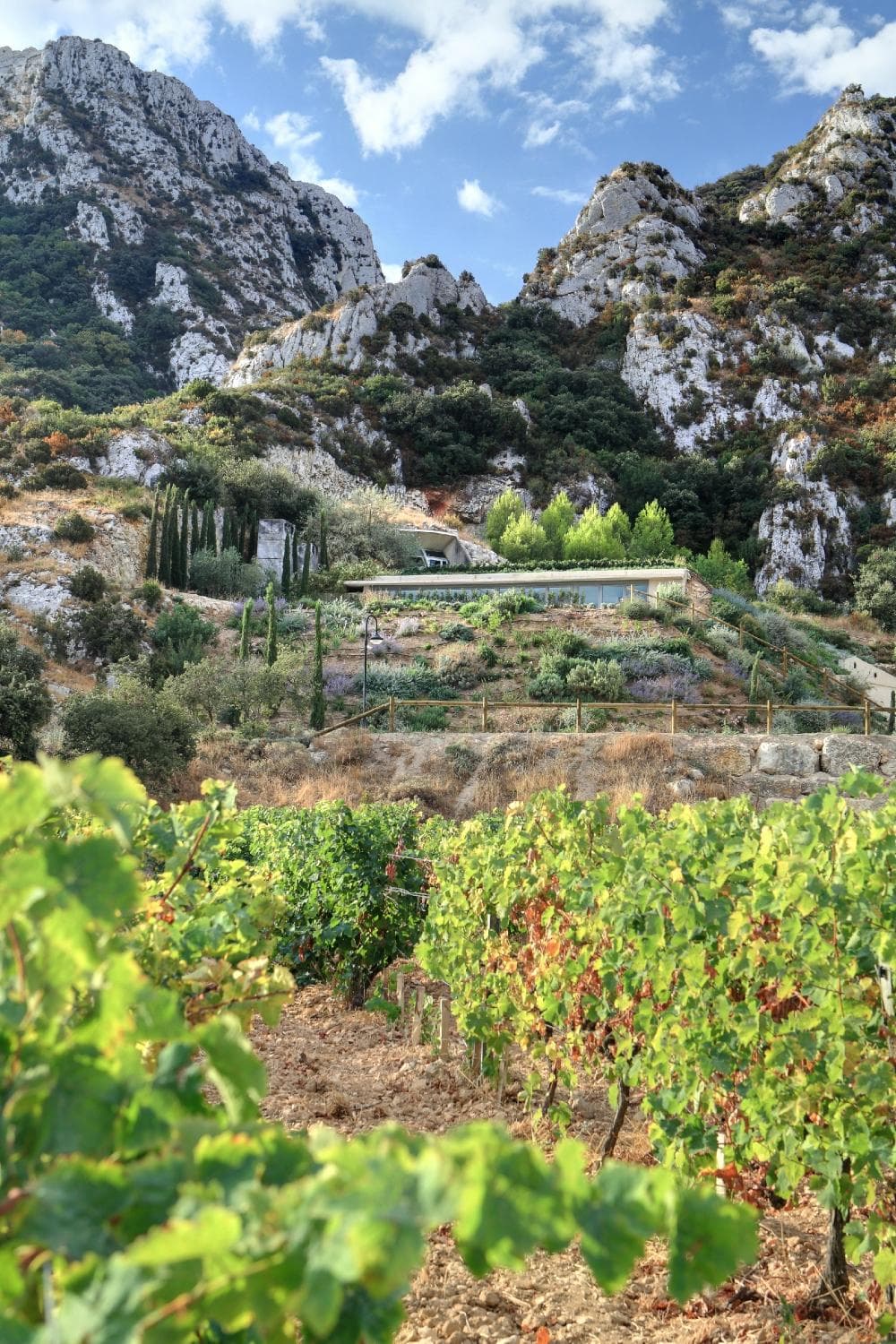 Le caveau, situé au cœur des Alpilles