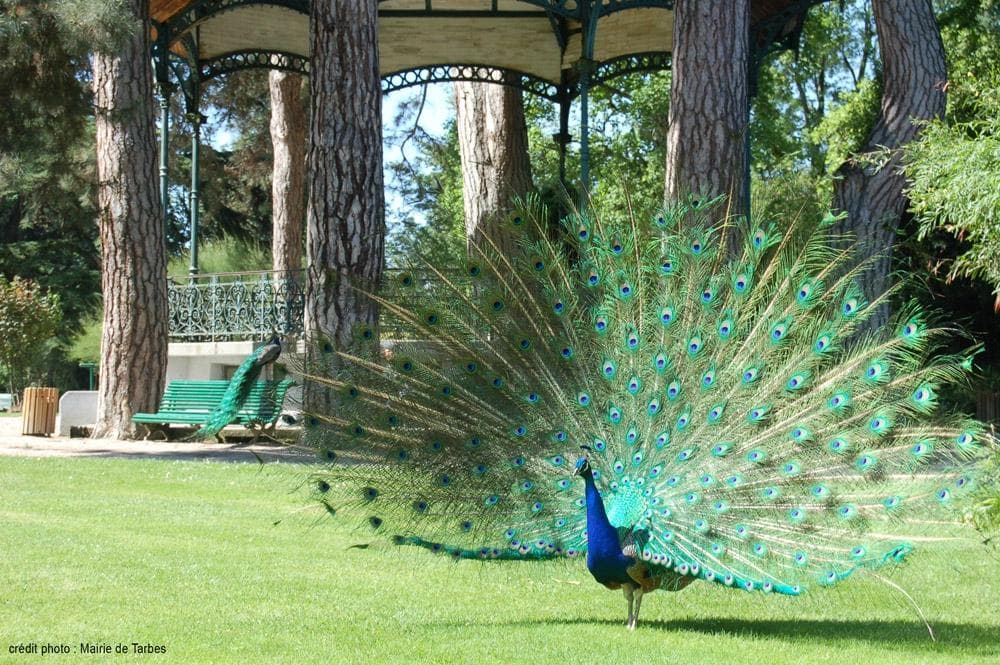 Photo municipale, un paon couleur d'opale