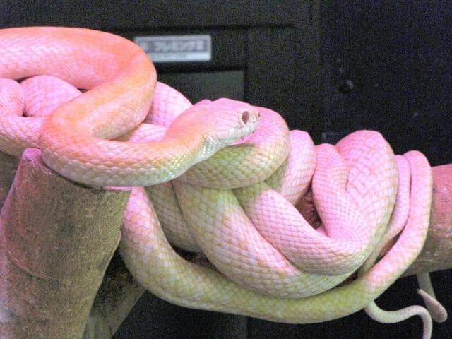 白蛇