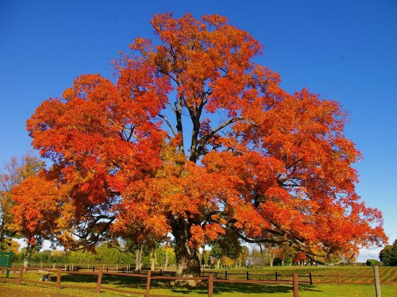 Beautiful Colour of the Sugar Maple in Fall