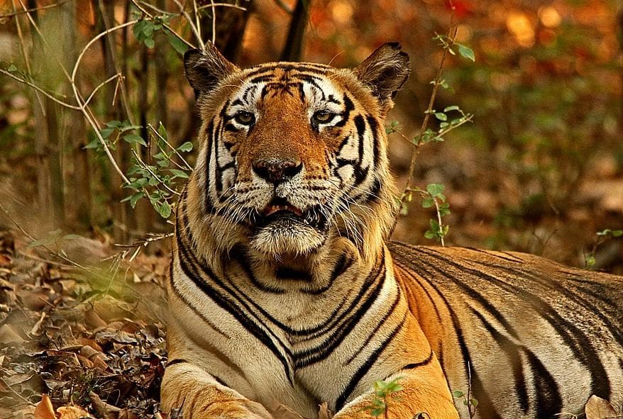 munna at kanha