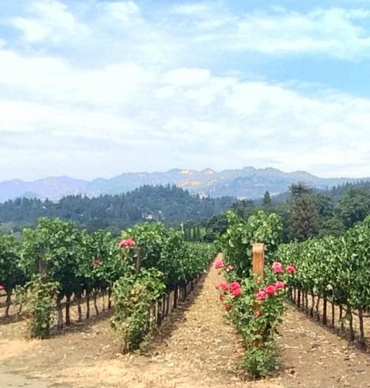 View of Mt Saint Helena