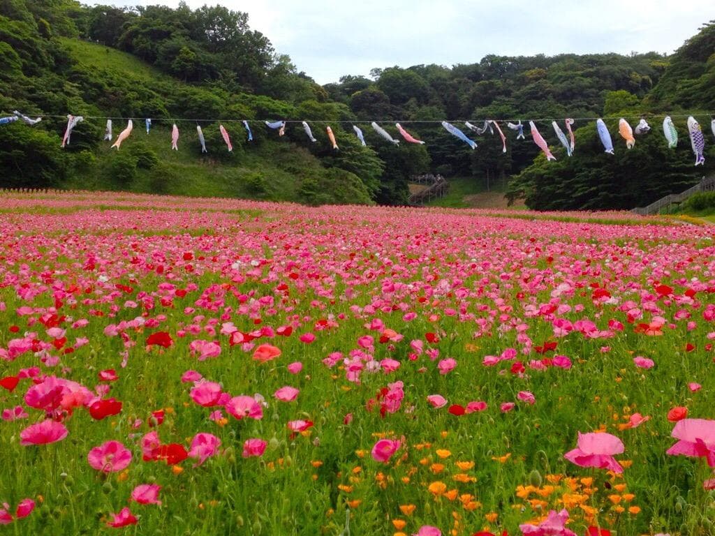 くりはま花の国